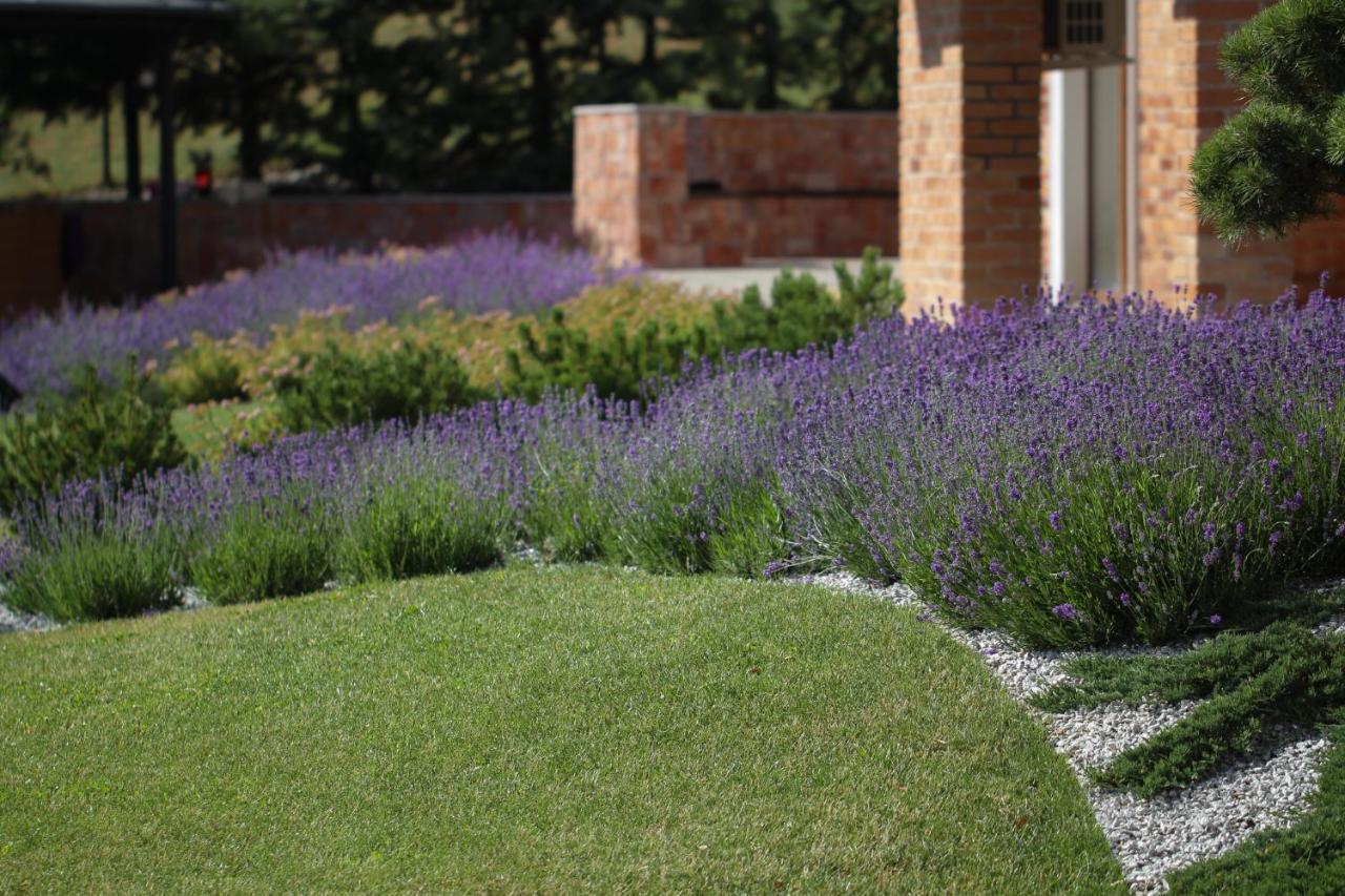 Lavender Inn Guest House Viesvenai Esterno foto