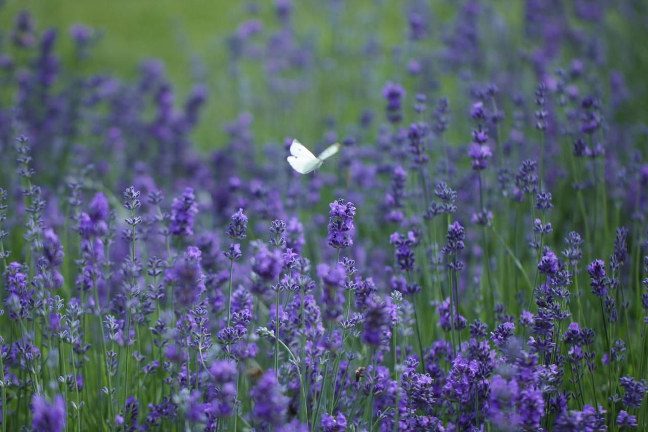 Lavender Inn Guest House Viesvenai Esterno foto